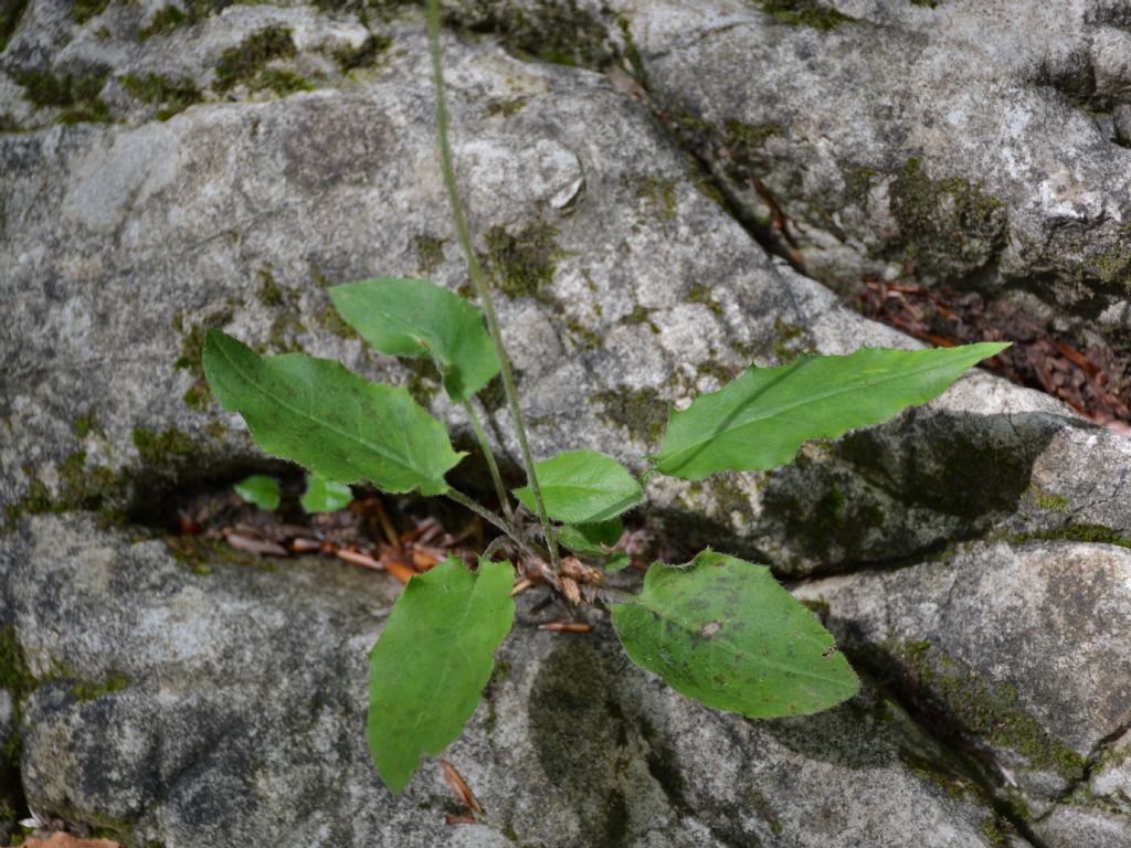 Hieracium glaucinum ?